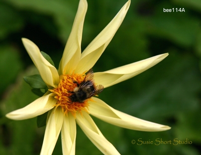 bee114a