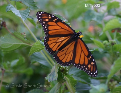 btrfly503