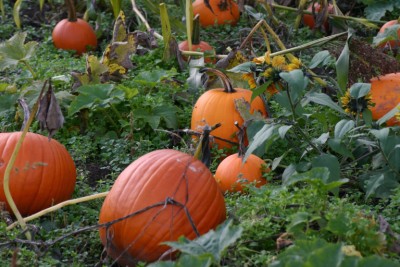 pumpkin-07518