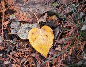 Leaves 12-54