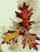 WatercolorTip on how to paint leaves on Autumn Cards
