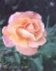 How to paint a rose step-by-step in watercolor with Susie Short