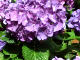 Hydrangea Photo #2
