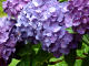 Hydrangea Photo #4