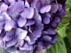 Hydrangea Photo #1